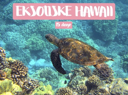 hawaii rejse, rundrejse, øhop. honolulu, pupukea, hana, kuhului, færge fra maui til oahu, solskin, hawaii natur, vulkaner, snorkle, helikoptertur, rundrejse på hawaii, hawaiiansk ferie, charter hawaii, familierundrejse hawaii, hawaiiansk øhop, ø-hop på hawaiiøerne