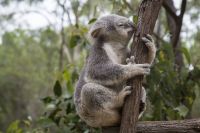 Oplev magien langs den australske østkyst, når du drager afsted til den anden side af jorden. Besøg nogle af verdens mest anerkendte storbyer, som Sydney og Brisbane, og nyd lyden af bølger, når du surfer eller slænger dig ved Stillehavets betagende kyststrækning. Se den barske natur og forelsk dig i den australske livsstil ved havet.  Dag 1-4: Sydney Dag 4-6: Blue Mountains (102 km) Dag 6-7: Coffs Harbour (602 km) Dag 7-9: Gold Coast (311 km) Dag 9-12: Brisbane (77 km) Dag 12-14: Fraser Island (326 km) Dag 14-16: Airlie Beach (912 km) Dag 16-18: Whitsundays (32 km) Dag 18-21: Cairns (651 km)  Kør turen i en lejet bil, eller hop ombord i en lejet autocamper. Alternativt kan du køre med bus.