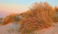 Med højt til himlen og en kort tur til havet er vesthavsstrækningen i Nordjylland ofte populær at besøge. På denne tur starter du i Blokhus, hvor du kan nyde en dejlig ferieby med butikker, sandstrand og dejlige spisesteder. Efterfølgende går turen til Lønstrup, hvor du kan nyde naturskønne omgivelser ved blandt andet Rubjerg Knude Fyr. Slutteligt går turen til Danmarks nordligste punkt, Skagen, hvor du kan nyde nogle afslappende dage med vind i håret og spændende attraktioner i baghaven.  Turen kan skræddersyes, men kan se sådan ud: Dag 1-3: Blokhus Dag 3-4: Lønstrup (35 km) Dag 4-7: Skagen (69 km)  Kør til destinationer i bil eller med offentlig transport.