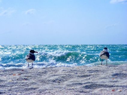 Hvis du har brug for at trække stikket og komme helt ned i gear, så finder du ikke mange steder, der slår Sanibel Island på de parametre. Med sin placering ude i Den mexicanske golf kan du nyde roen, naturen og stilheden, som ofte er at finde på øen, som du kommer til via en broforbindelse fra Fort Myers-området. På øen finder du restauranter, dejlige sandstrande, et naturreservat og skønne hoteller.