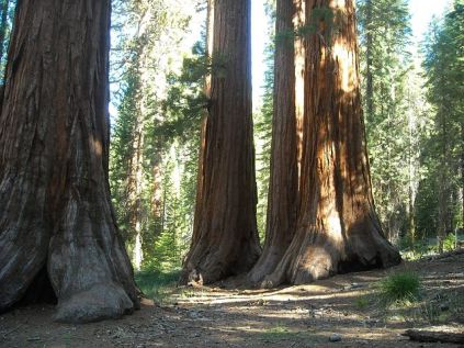 sequoia national park, besøg sequoia, rejse til sequoia, rundrejse til sequoia, sequoia største træ, bjørne i sequoia, hvilke dyr er der i sequoia?, hvordan er vejret i sequoia?, general shermann træer i sequoia