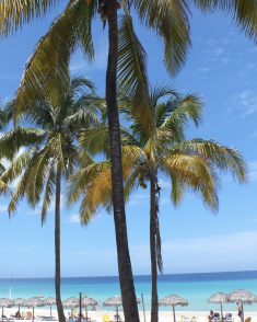 Kom med til Cuba, hvor storslåede oplevelser venter på dig. Den nordamerikanske østat er nemlig meget mere end farverige huse, store cigarer og gamle, skinnende biler. Cuba er også historie, kultur og ikke mindst natur. Rejsen starter i festlige Havana, som byder på alt det, man tænker, at Cuba er. Herefter går turen videre til fantastiske naturoplevelser i Vinales, hvor tobaksplanterne findes i hobetal. Efterfølgende går turen østpå, hvor Cienfuegos og Trinidad venter med kulturelle indslag. Til slut kan I nyde nogle dejlige, afslappende dage i Varadero på et strandresort med all inclusive.