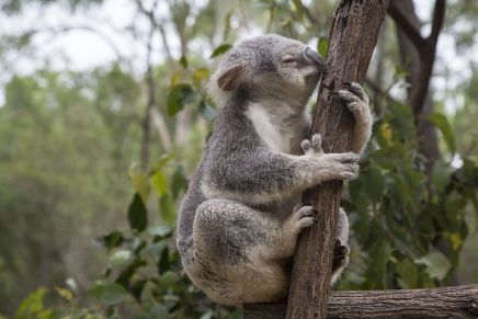 Oplev magien langs den australske østkyst, når du drager afsted til den anden side af jorden. Besøg nogle af verdens mest anerkendte storbyer, som Sydney og Brisbane, og nyd lyden af bølger, når du surfer eller slænger dig ved Stillehavets betagende kyststrækning. Se den barske natur og forelsk dig i den australske livsstil ved havet. Dag 1-4: Sydney Dag 4-6: Blue Mountains (102 km) Dag 6-7: Coffs Harbour (602 km) Dag 7-9: Gold Coast (311 km) Dag 9-12: Brisbane (77 km) Dag 12-14: Fraser Island (326 km) Dag 14-16: Airlie Beach (912 km) Dag 16-18: Whitsundays (32 km) Dag 18-21: Cairns (651 km) Kør turen i en lejet bil, eller hop ombord i en lejet autocamper. Alternativt kan du køre med bus.
