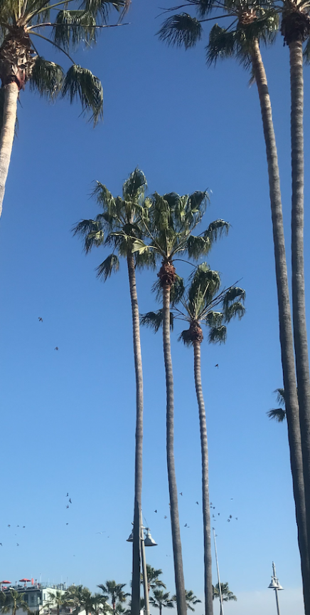 Hilton Garden Inn Los Angeles/Hollywood *** I hjertet af Hollywood, tilbagetrukket fra det meste larm, ligger dette hotel. Hotellet er perfekt til hele familien, i det der både findes familieværelser og dobbeltværelser. Derudover er der en dejlig pool i baghaven, som familien kan boltre sig i. Morgenbuffet er muligt at tilkøbe, hvis det ønskes. Selvom hotellet ligger ud til en stor vej, tænker man ikke over det, da værelserne er lydisolerede. Alt i alt et godt middelklasse hotel med alle de nødvendige faciliteter på din ferie til Los Angeles. Sportsmen's Lodge Studio City *** På den nordlige side af Hollywood Hills, i Studio City, finder du dette middelklasse hotel. Her finder du et godt udvalg af moderniserede værelser for hele familien. Beliggenheden er god og tæt på flere attraktioner, heriblandt Universal Studios, der kører desuden en shuttlebus mellem temaparken og hotellet. Du finder lækre restauranter og et udvalg af butikker i gåafstand fra hotellet. I baghaven er der et poolområde samt en restauration med mulighed for at købe lækker mad.